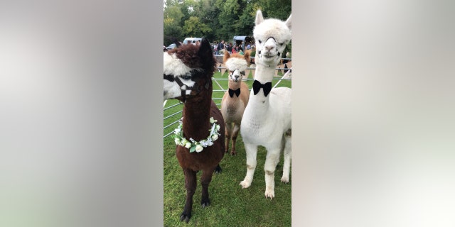Alpaca wedding