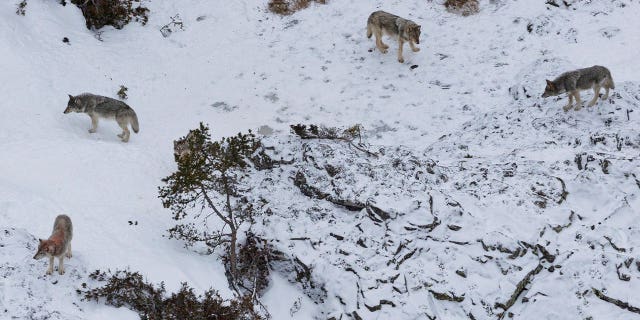 grey wolves