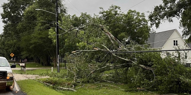 tree fallen on power lines
