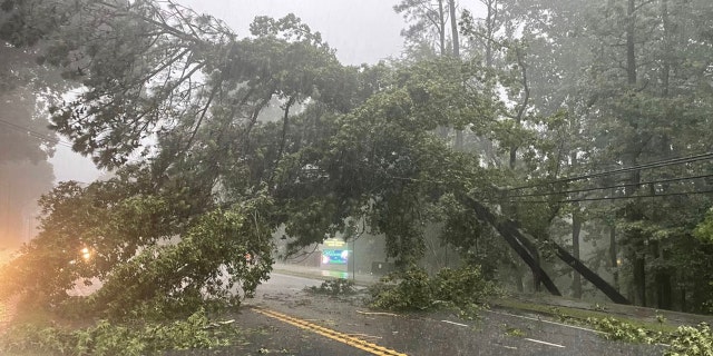 downed tree on street
