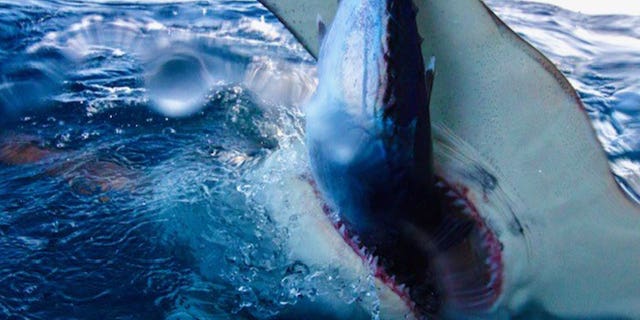 Hammerhead shark eating fish prey