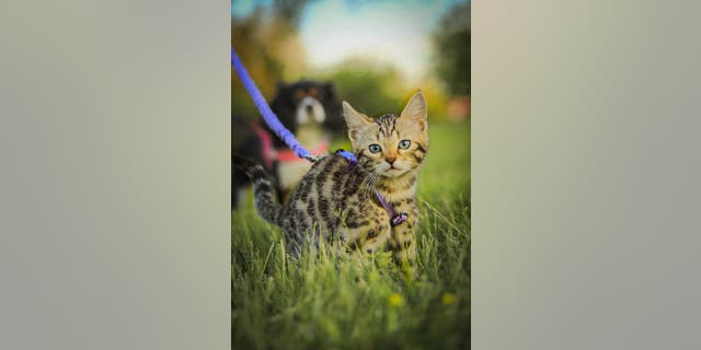 Leashed cat stands in field while a leashed dog is a short distance away.