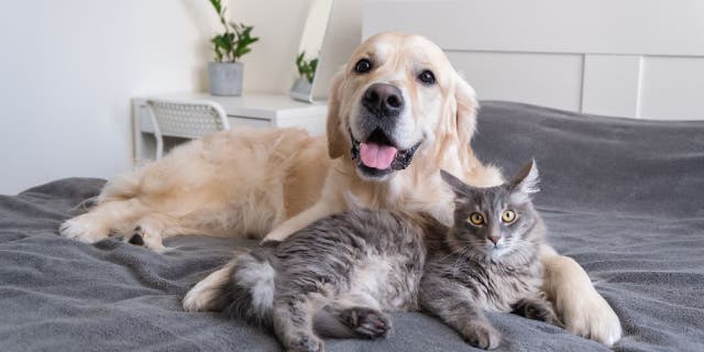 Dog and cat lay on a bed.