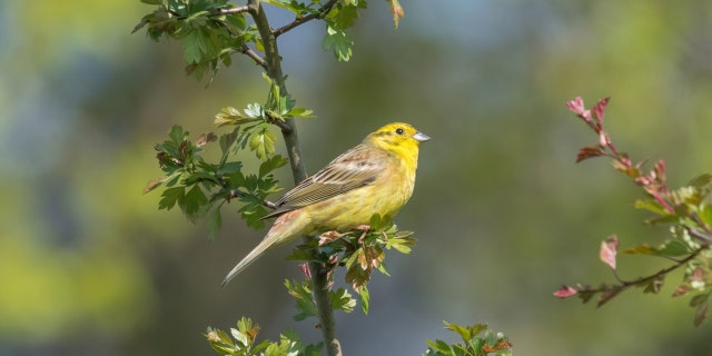 Yellowhammer, the Alabama state bird