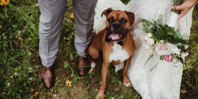 Dog stands next to groom and bride.