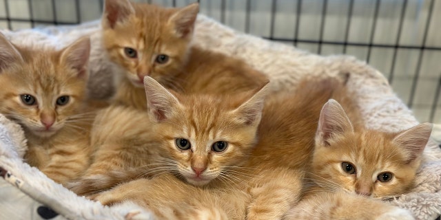 four orange kittens