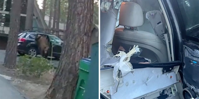lake tahoe bear split