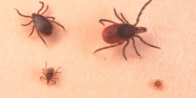 ticks on the skin