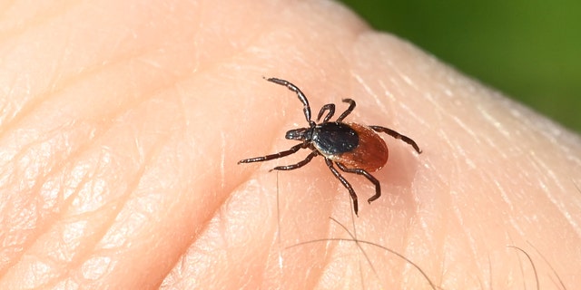 Lyme disease with ticks shown