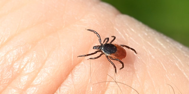 Lyme disease with ticks shown