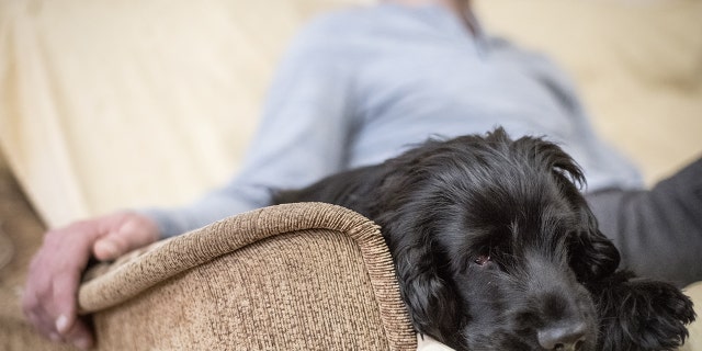 A person and a dog at a therapy session 