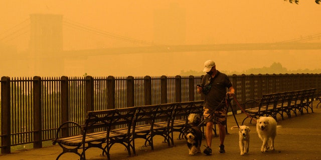 man walking dogs in New York