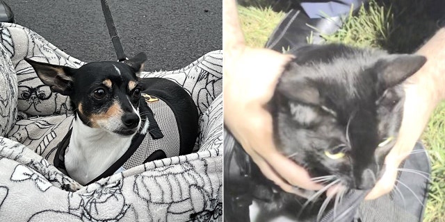 rescued dog and cat