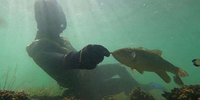 Rex Calubra feeding Elvis, his small mouth bass friend.