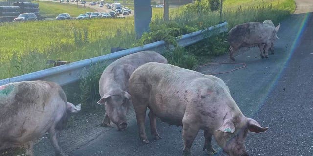 Minnesota pig escape