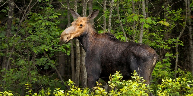Moose in woods