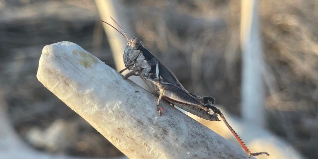 new grasshopper