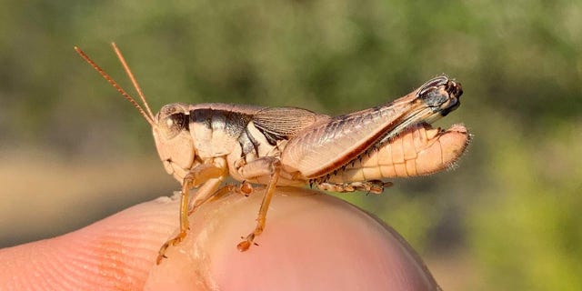 grasshopper shown up close