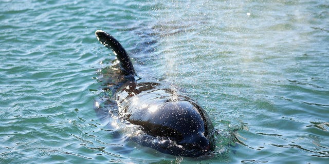 orca calf