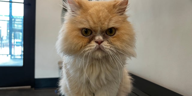 persian cat