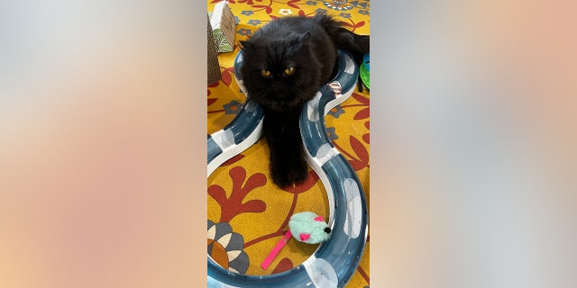 persian cat