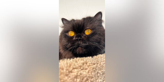 persian cat