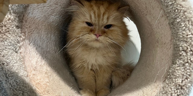 persian cat