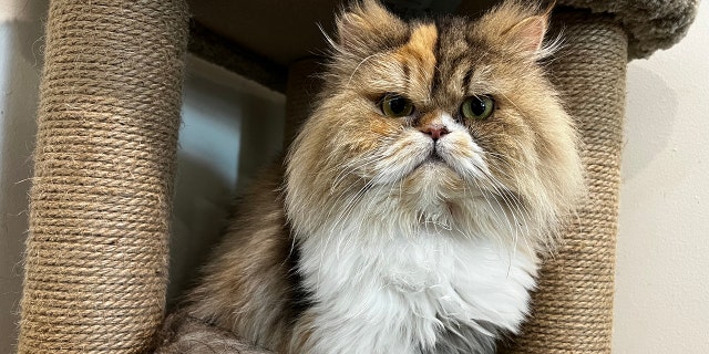 persian cat