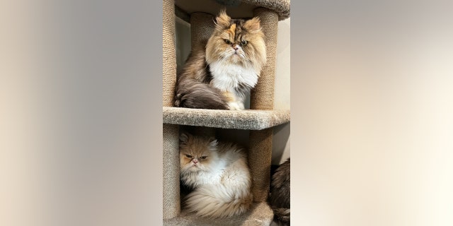 persian cat