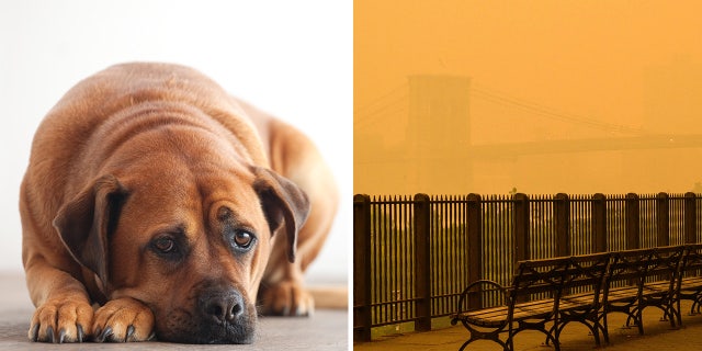 sad looking dog split with fog on other side