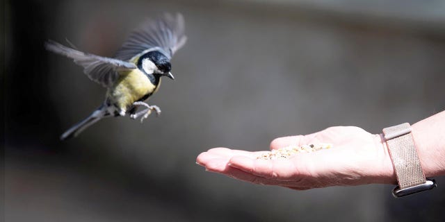 Bird hand feeding