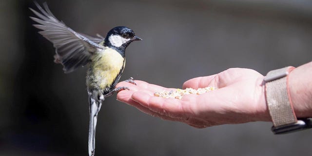 Bird feeding hand