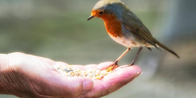 bird feeding hand