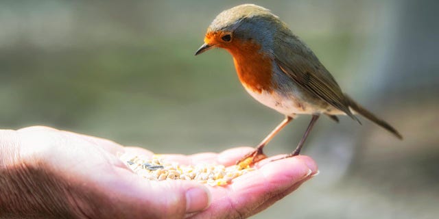 bird feeding hand