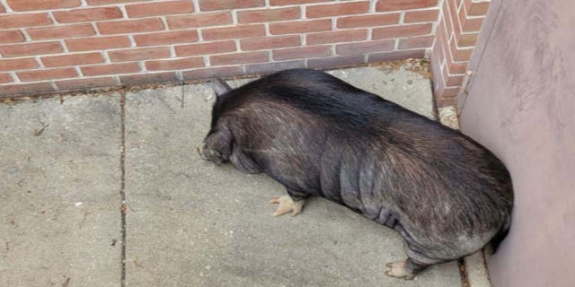 Hamilton the pig resting next to a brick wall