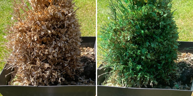 shrub before and after being spray painted by woman in England