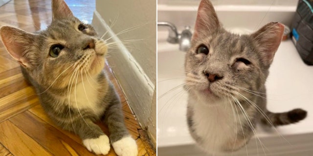 cute calico cat with wonky eye