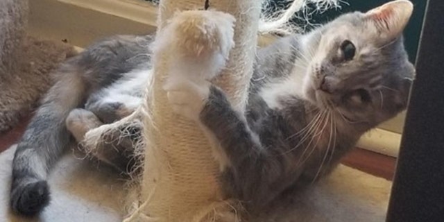 calico cat with scratching post