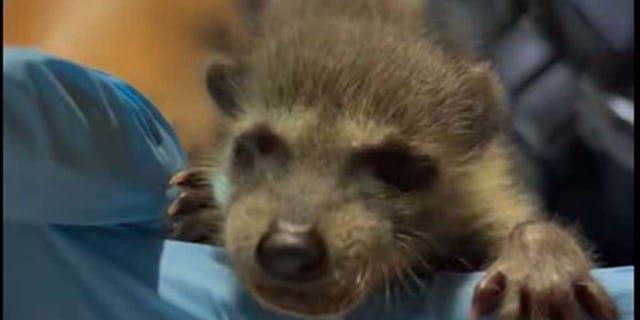 Baby raccoon chittering