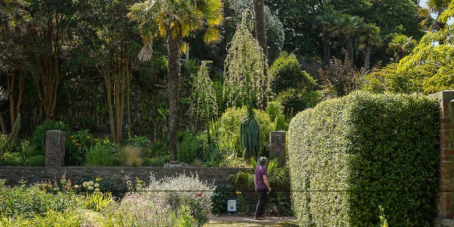 furcraea longaeva in England