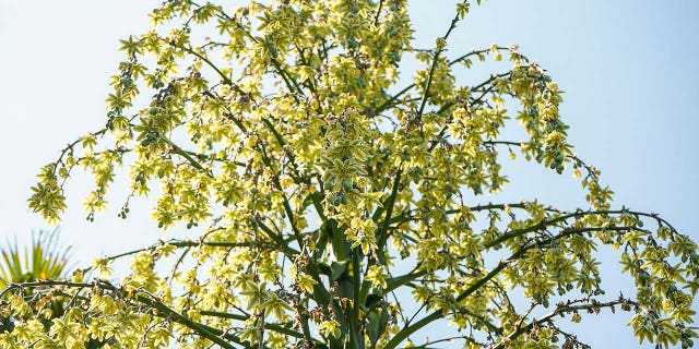 furcraea longaeva in England