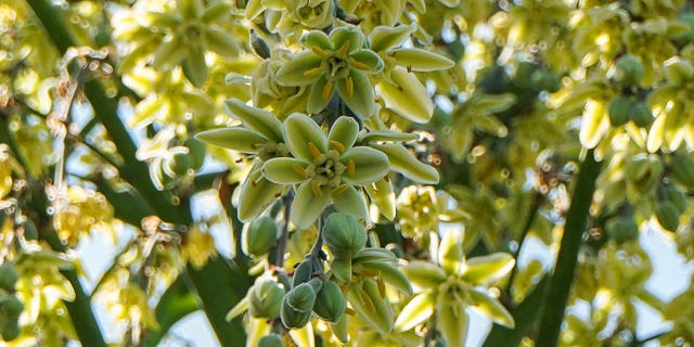 rare flowering plant