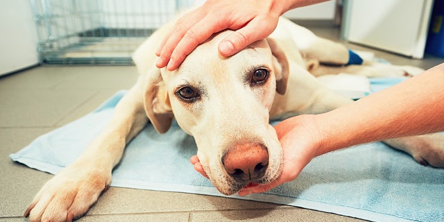 sad dog at the vet