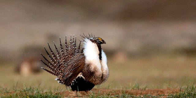 Sage grouse