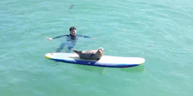 seal pup on surfboard