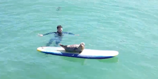 seal pup on surfboard