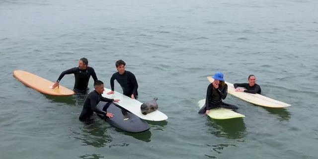 Baby seal on surfboard with group of surfers
