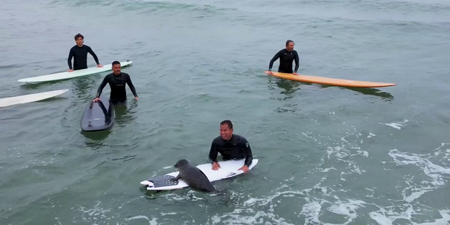 surfers in water with baby seal on surfboard