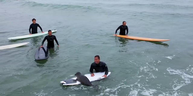 surfers in water with baby seal on surfboard