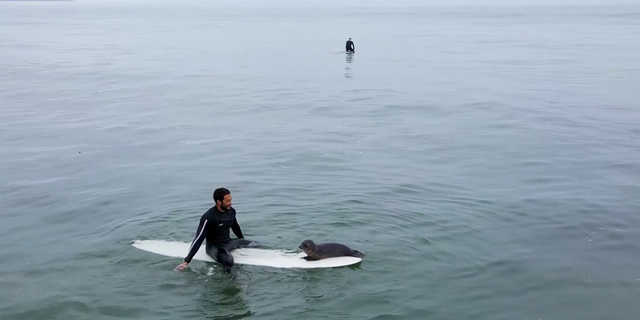 man sits on surfboard with baby seal
